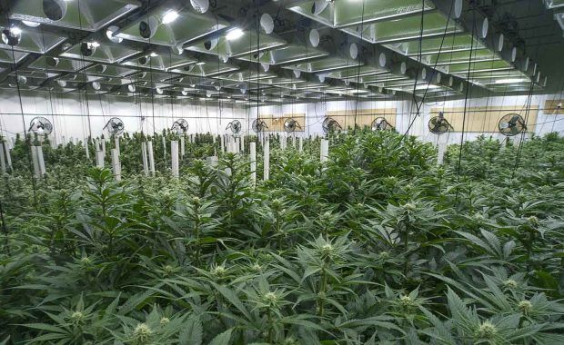 a cannabis dispensary that is utilizing a dispensary marketing plan to grow their sales