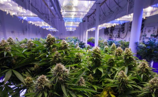 a cannabis dispensary that has grown in popularity due to a dispensary marketing campaign