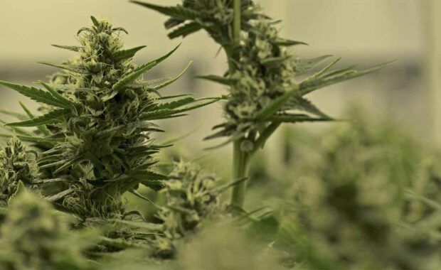 Dispensaries working with SEO