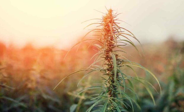 cannabis plant growing for a dispensary that has a dispensary marketing plan